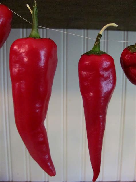 Check spelling or type a new query. Sweet Domesticity: Drying Whole Chili Peppers