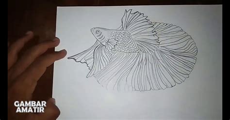 sketsa gambar ikan cupang hias