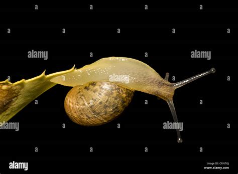 Garden Snail Helix Aspersa Immature Clinging To Underside Of Leaf By