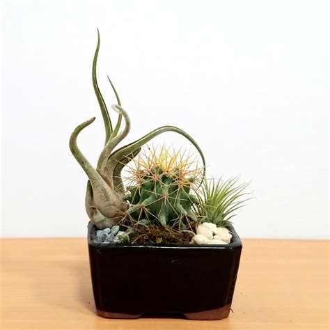 How do you care for that irresistible little cactus and those cute little succulents that just followed you home from the garden center? Dish Garden - 4" - Eve's Garden Gifts