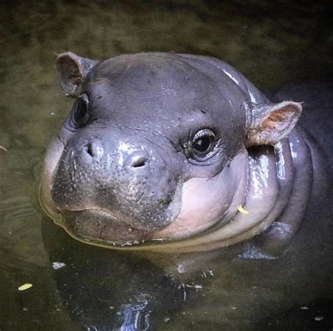 New Baby Hippo At The Toronto Zoo Raww