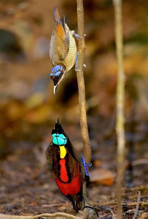 Wilson S Bird Of Paradise Pair Diphyllodes Respublica By Tim Laman Birds Of Paradise Project