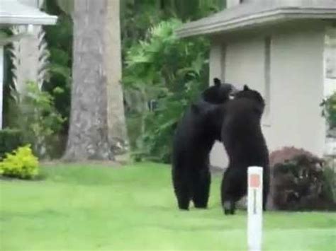 Гангста медведь gangsta bear юмор! Two Bears Brawl in Longwood, Florida Neighborhood | Big ...