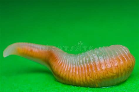 Close Up Photo Of Linguatula Serrata Or Tongue Worm Stock Photo Image