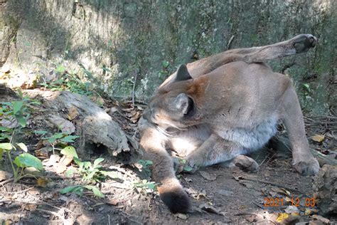 Puma Puma Concolor Zoochat