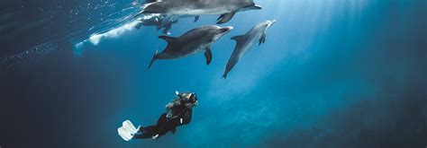 Scuba Diving Lessons And Training Courses Diventures