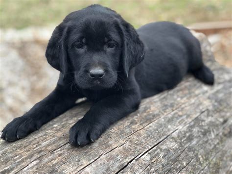 Akc labrador puppies all colors of the labrador rainbow silver charcoal chocolate yellow and black ofa helath tested parents with a lifetime labs make excellent hunting companions, they have a great desire to please. Black Labs for sale in Texas | Oklahoma | Missouri ...