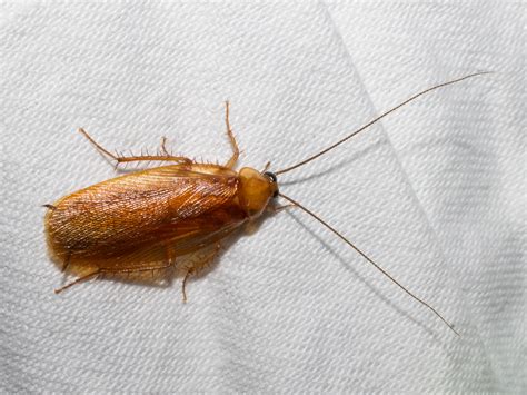 Maryland Biodiversity Project Uhlers Wood Cockroach Parcoblatta Uhleriana