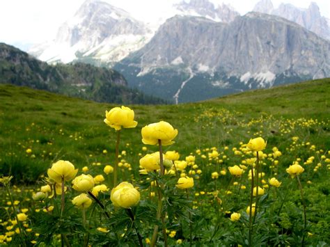 Photos Of Nature Photos Of Mountain Flowers