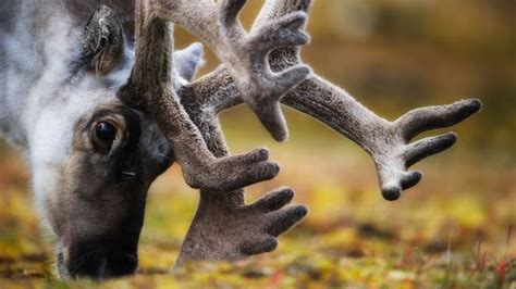 Bbc Earth The Icy Majesty Of The Svalbard Archipelago