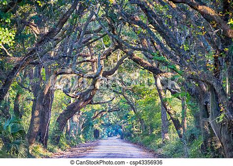 Botany Bay Plantation Spooky Dirt Road Marsh Oak Trees Tunnel With