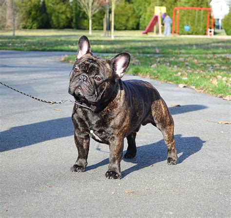 Use the search tool below and browse adoptable french bulldogs! Foz E Bear Amberbull French Bulldogs Vancouver, BC