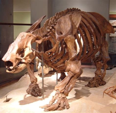 Palentologists say giant ground sloths such as megatherium died off thousands of years ago, at the end of the last ice age. 10 Big Facts About Giant Ground Sloths | Mental Floss