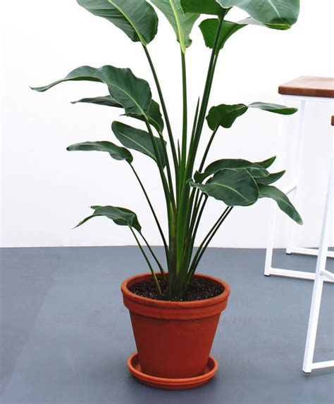 Check spelling or type a new query. The Best Places To Buy Plants Online — House Plants For Sale