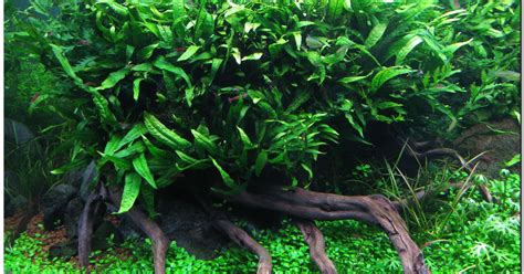 Ini dia jenis tumbuhan aquascape yang cocok untuk akuarium. Jenis Tanaman Aquascape Low Light - Aquascape Indonesia ...