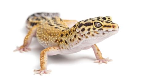 Guide To Leopard Gecko Pet Care