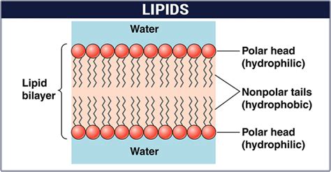 Glucose is transported by the blood to the various tissues and organs where it is used as energy. What Are Lipids? - Definition, Structure & Classification ...