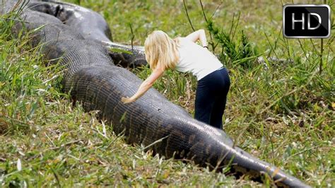 Largest Burmese Python Captured In Florida National Geographic