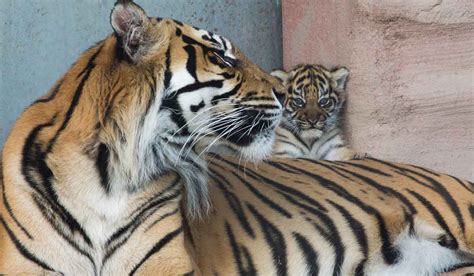 Rare Sumatran Tiger Cub Born In Fota Wildlife Park