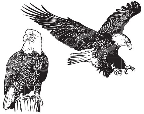 Download Bald Eagle Bundle SVG Design-LLD_CR04_BEB