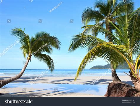 Summer Sunny Beach Tropical Palm Tres Stock Photo 81372901