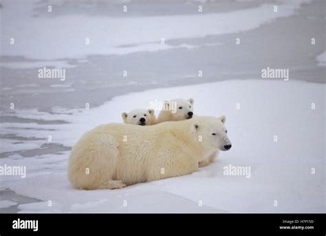 Polar Bear Ursus Maritimus Mother And Two Cubs Churchill Manitoba