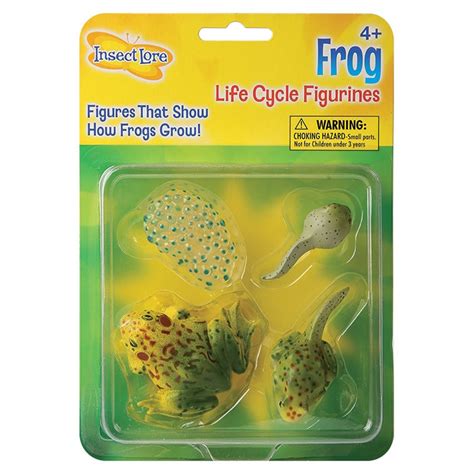 Frog Life Cycle Stages Burris Inc