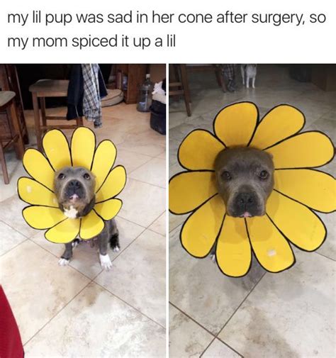 100 Dog Memes That Will Keep You Laughing For Hours Funny Animal
