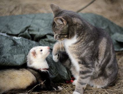 Neighbors in an apartment nearby would not hear any vocalization, although the ferrets might rattle. Reason Why Ferrets Make Good Pets