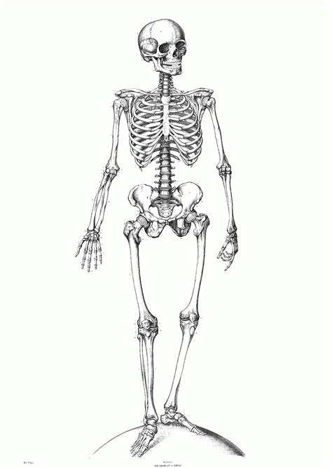 Facebook is showing information to help you better understand the purpose of a page. Printable Skeleton Coloring Pages - Coloring Home
