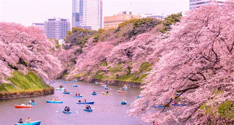 Best Places To See Japans Cherry Blossoms Mischa