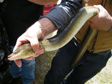 2014 American Eel Project Back At It Your Connection To Wildlife