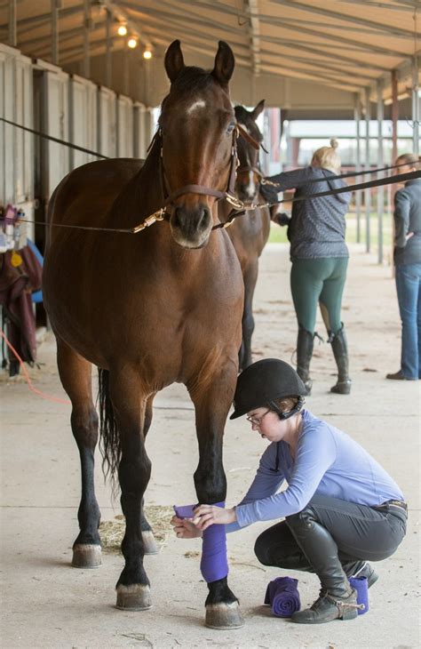 Equestrian Team Is Ready For Another Run Tcu Magazine