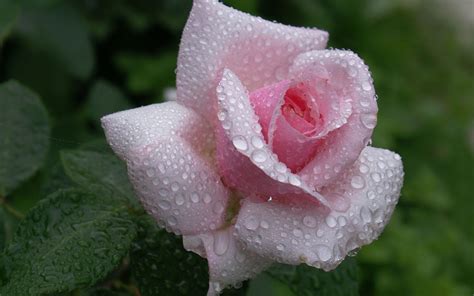 Abstract pink rose hd pics full for pc. raindrops on pink rose-Flower Desktop Wallpaper-2560x1600 ...