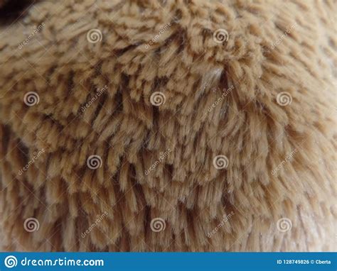Close Up Of Teddy Bear Texture Stock Photo Image Of Fluff Soft