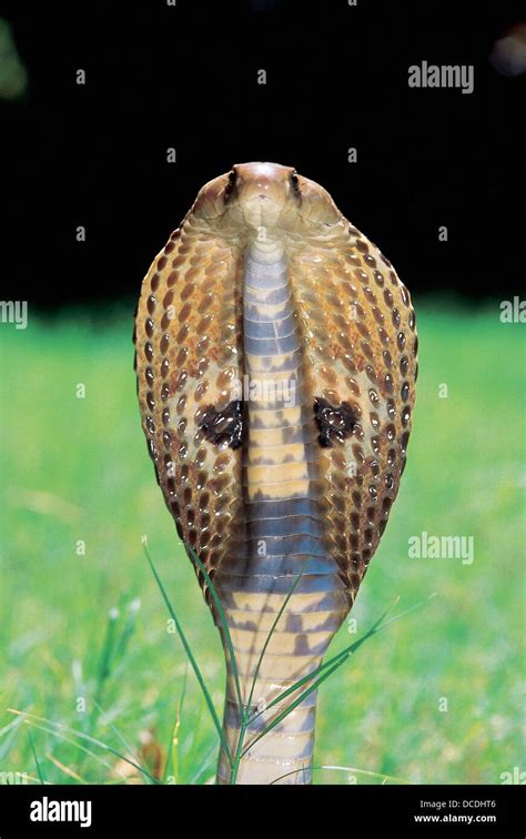 Common Cobra Naja Naja With Its Hood Raised Venomous Captive