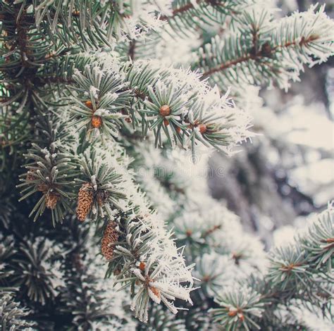 Winter Frost On Spruce Christmas Tree Close Up Stock Photo Image Of