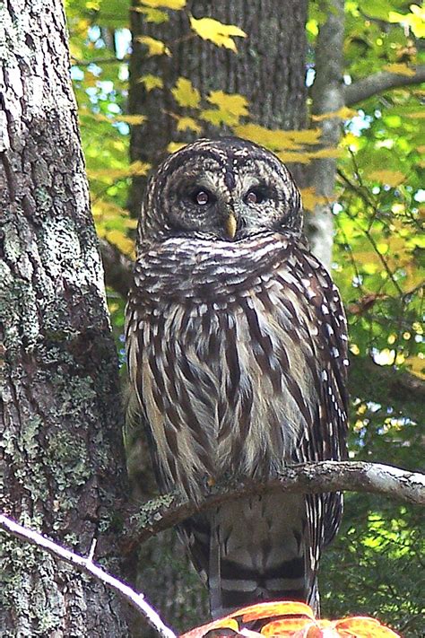 Animals In The Great Smoky Mountains Gatlinburg Wildlife Viewing