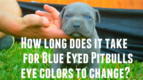 Puppies' eyes will continue to develop over the next several weeks, reaching full vision around eight weeks of age. Do Pitbull Puppies With Blue Eyes Really Exist?