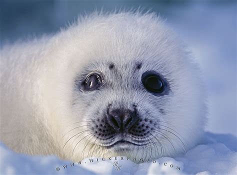 Seal feat pete tong, the heritage orchestra. Harp Seal | Photo, Information
