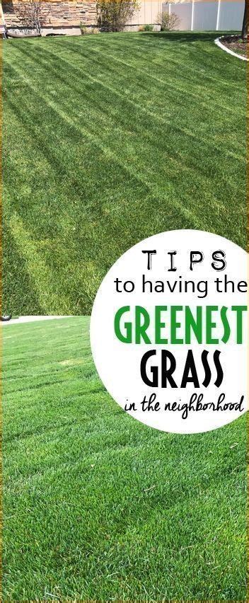Terrace Garden Tips And Tricks To Having The Greenest Grass In The