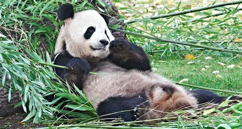 Nacen Dos Osos Panda Gemelos En El Zoo Aquarium De Madrid Gacetín Madrid