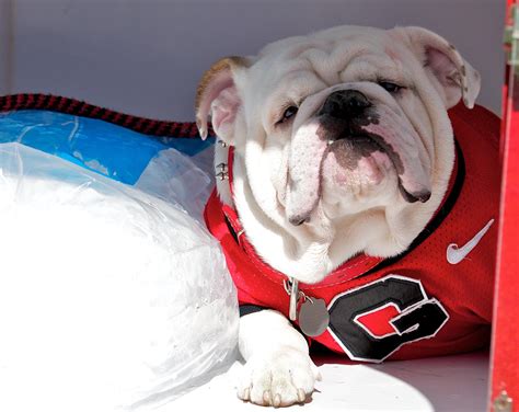Our Best Photos Of Georgia Bulldog Mascot Uga