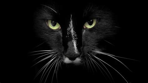 black cat hd wallpaper   latest  exclusive hd wallpapers    world