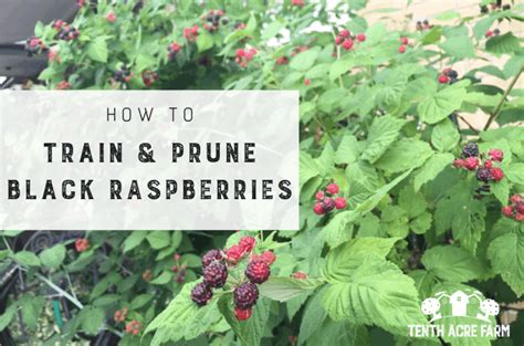 How To Train And Prune Black Raspberries Black Raspberry Prune
