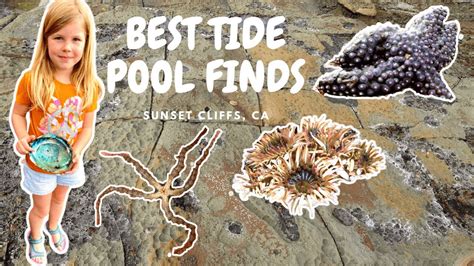 Our Best Tide Pool Finds Awesome Sunset Cliffs Tide Pools San Diego