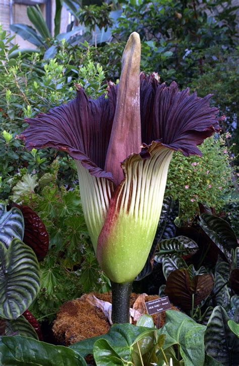 Corpse flower or giant corpse flower can refer to: Pittsburgh, Youngstown, Akron, Cleveland Arts And Livable ...
