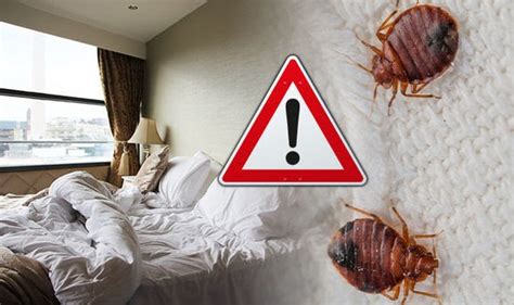 How Bed Bugs Hide Bed Bugs Bkzb