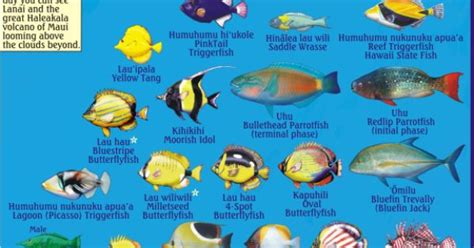 Fish Species At Hanauma Bay Hanauma Bay Guide Frankos