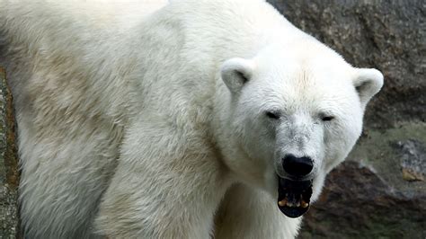 Male Polar Bear Kills Female During Mating Attempt At Detroit Zoo